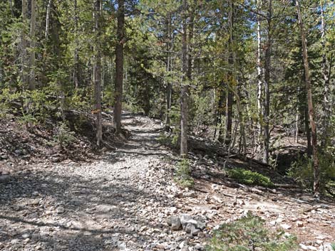 Bristlecone Trail