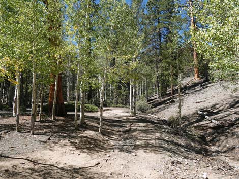 Bristlecone Trail