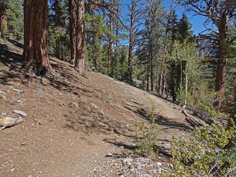 Bristlecone Trail