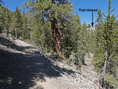 Bristlecone Trail