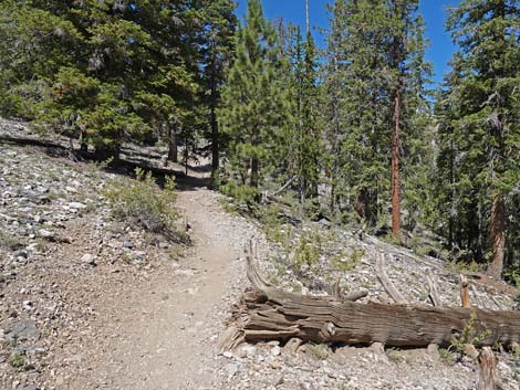 Bristlecone Trail