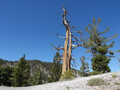 Bristlecone Trail