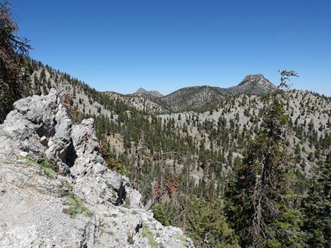 Bristlecone Trail