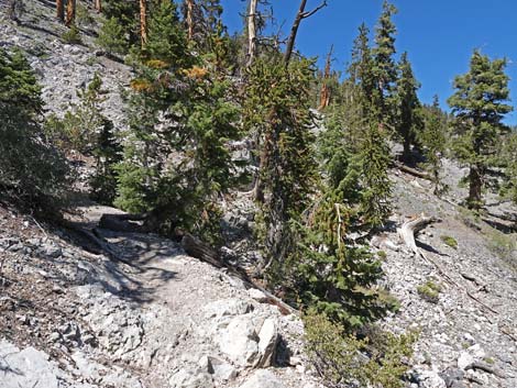 Bristlecone Trail