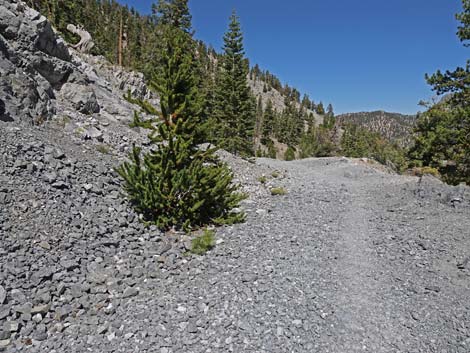 Bristlecone Trail