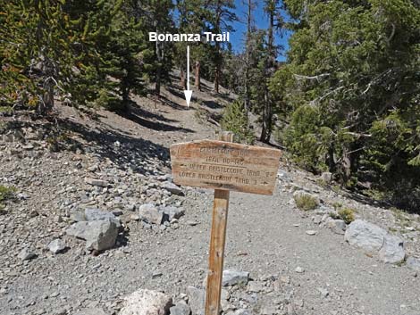 Bristlecone Trail