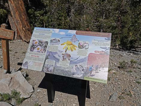 Bristlecone Trail