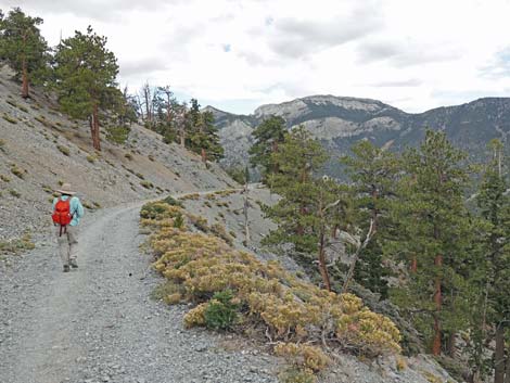 Bristlecone Trail