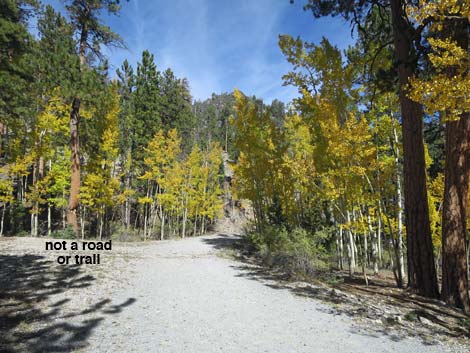 Bristlecone Trail