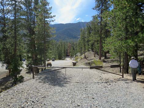 Bristlecone Trail