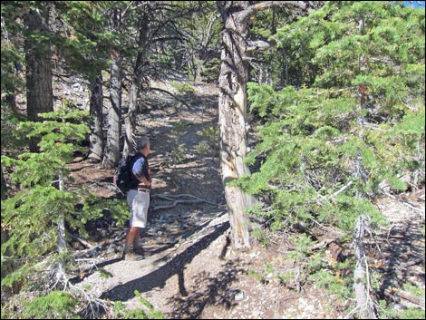 Old Bristlecone Trail