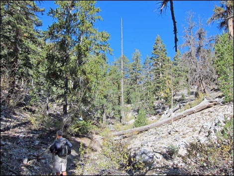 Old Bristlecone Trail