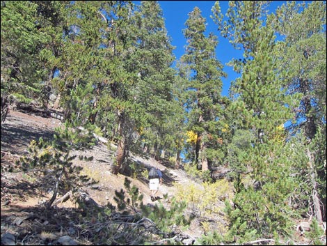 Old Bristlecone Trail