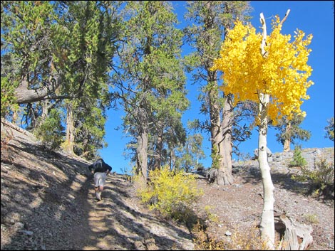 Old Bristlecone Trail