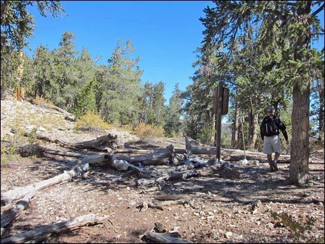 Old Bristlecone Trail