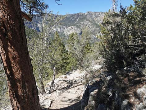 Cathedral Rock Trail