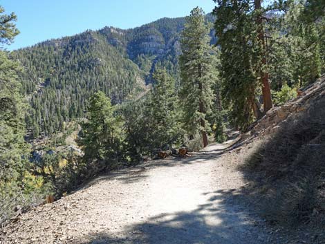 Cathedral Rock Trail