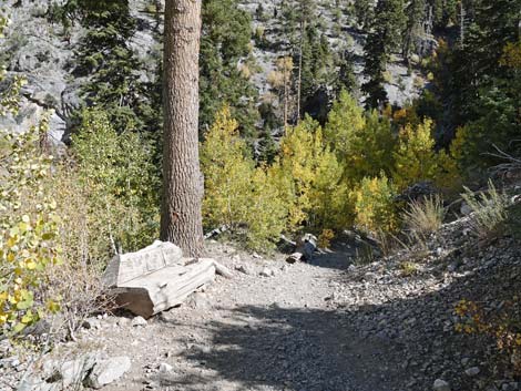 Cathedral Rock Trail