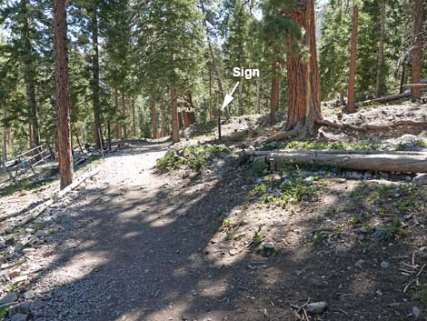 Cathedral Rock Trail