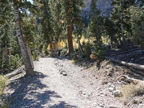 Cathedral Rock Trail