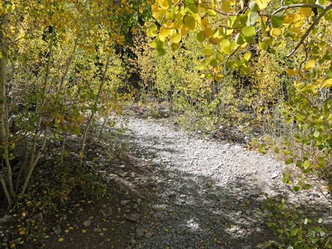 Cathedral Rock Trail