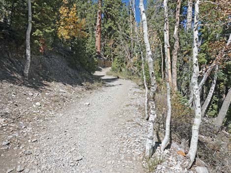 Cathedral Rock Trail