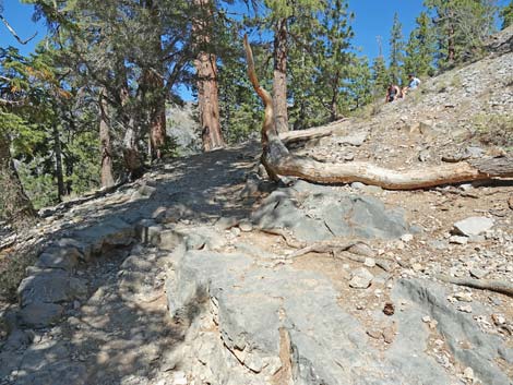 Cathedral Rock Trail