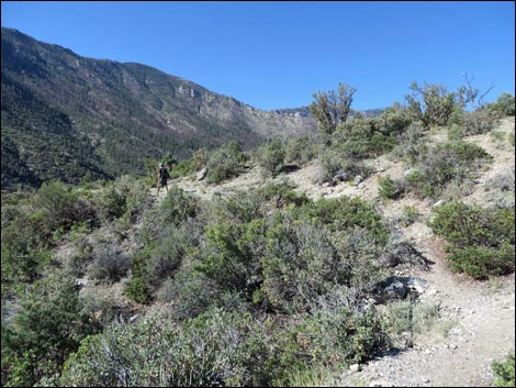 Eagle's Nest Loop Trail