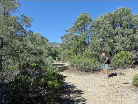 Eagle's Nest Loop Trail