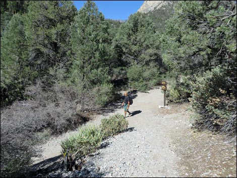 Eagle's Nest Loop Trail