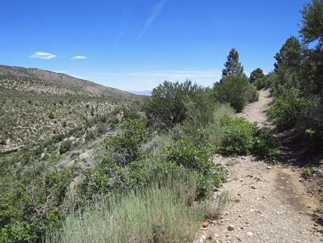 Escarpment Trail