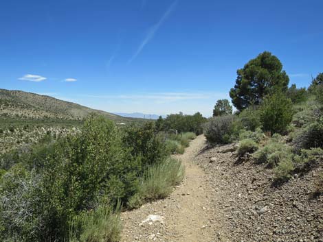 Escarpment Trail