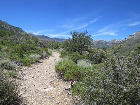 Escarpment Trail