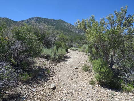 Escarpment Trail