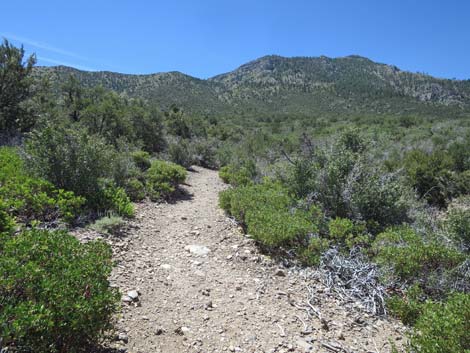 Escarpment Trail