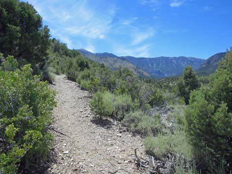 Escarpment Trail