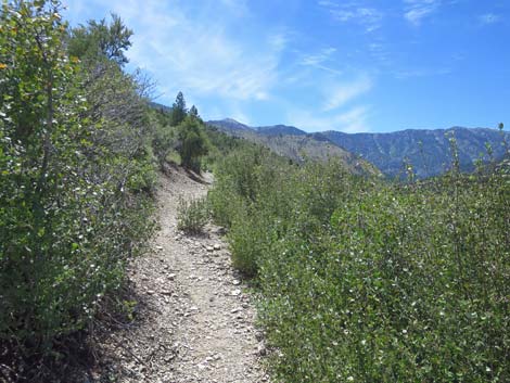 Escarpment Trail