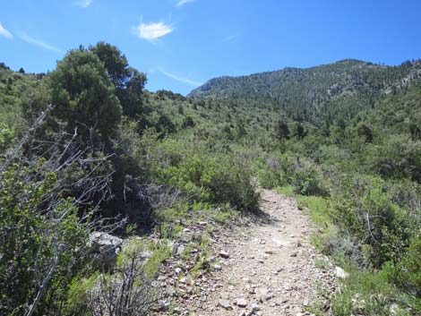 Escarpment Trail