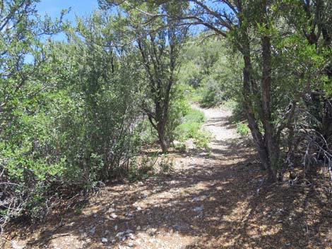 Escarpment Trail