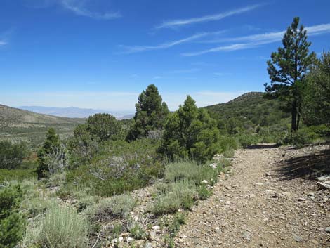 Escarpment Trail