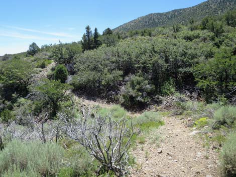 Escarpment Trail