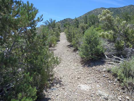 Escarpment Trail