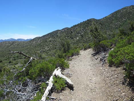 Escarpment Trail