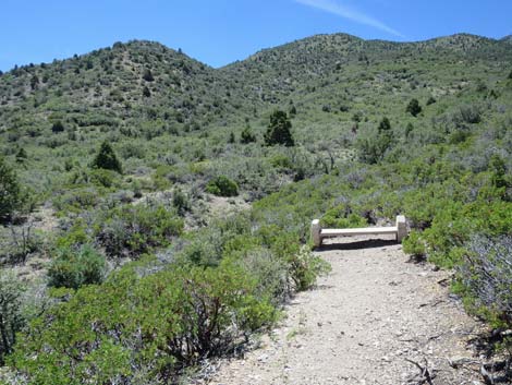 Escarpment Trail