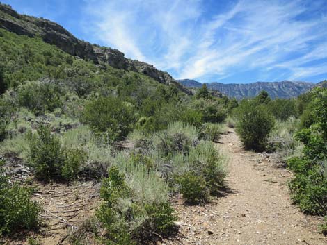 Escarpment Trail