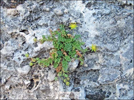 Ivesia jaegeri (jaeger's mousetail), Rosaceae