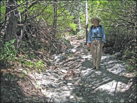 Birding Fletcher Canyon