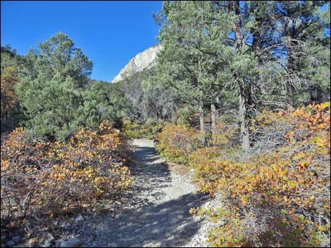 Fletcher Canyon Trail