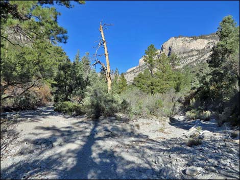 Fletcher Canyon Trail