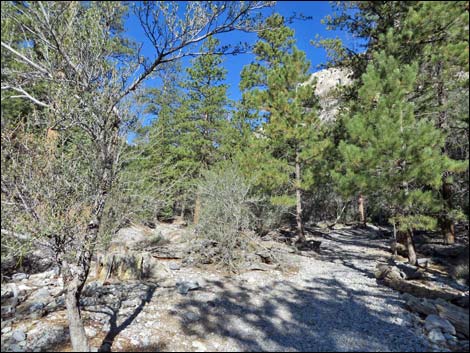 Fletcher Canyon Trail